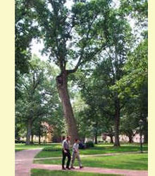 UNC campus showing the Davie Poplar tree